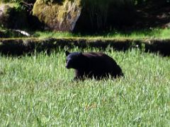 13C A Black Bear At The Alaska Rainforest Sanctuary Near Ketchikan Alaska